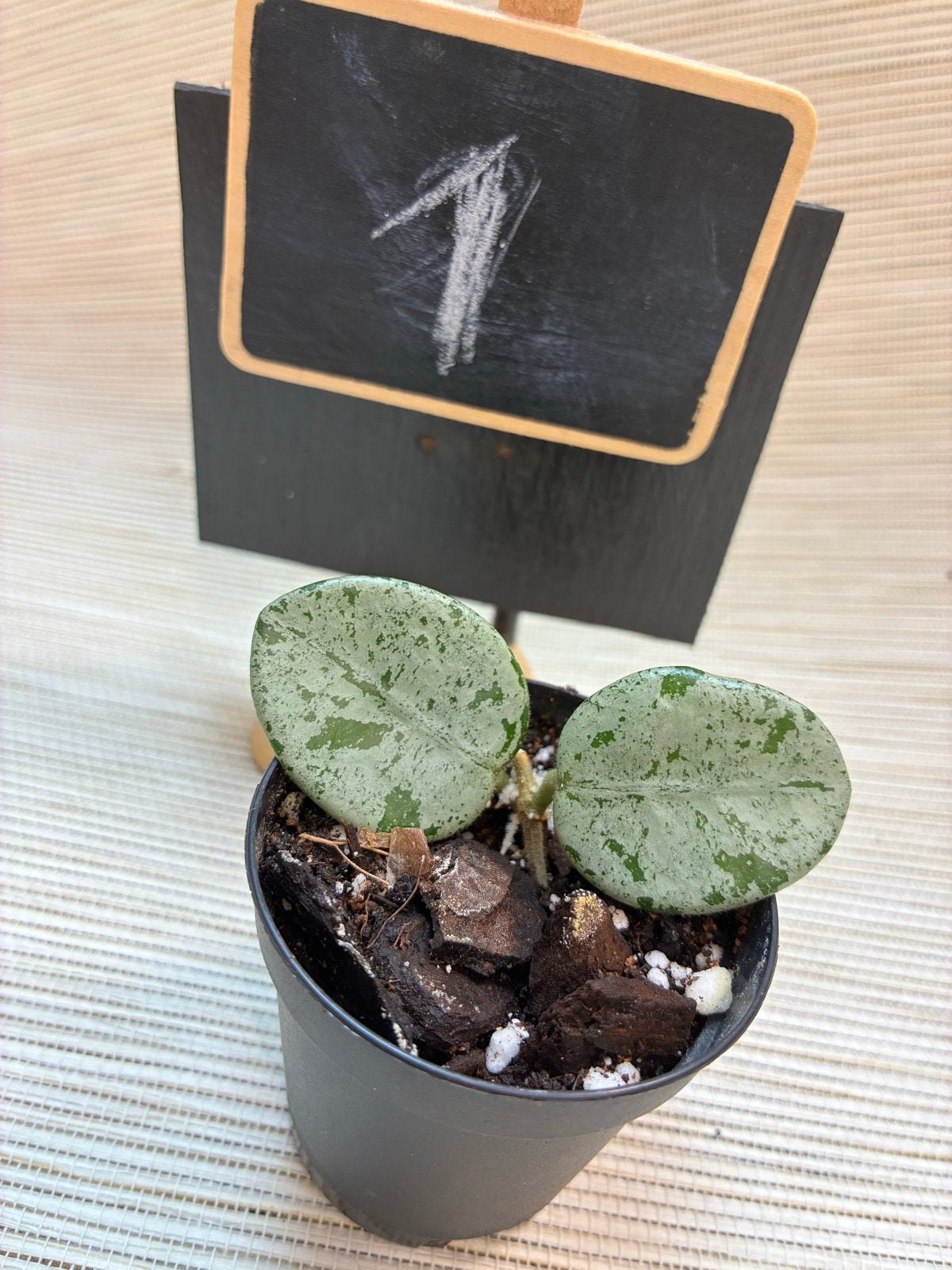 Gewortelde Hoya Mathilde Silver Splash, Huis en Inrichting, Overige soorten, Minder dan 100 cm, Bloeiende kamerplant, Halfschaduw