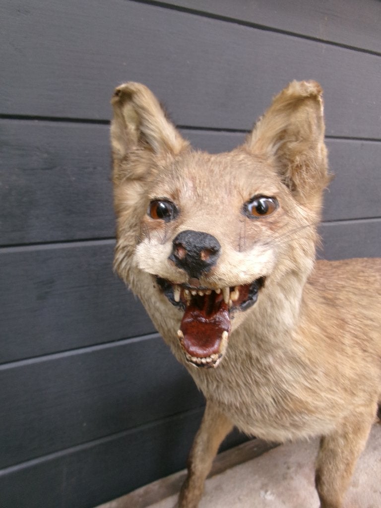 Prachtige opgezette vos, Ophalen of Verzenden, Zo goed als nieuw, Wild dier, Opgezet dier