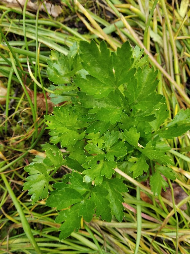Selderieplantjes, lekker in de soep en zuivert de nieren, Volle zon, Ophalen of Verzenden, Tweejarig, Kruiden