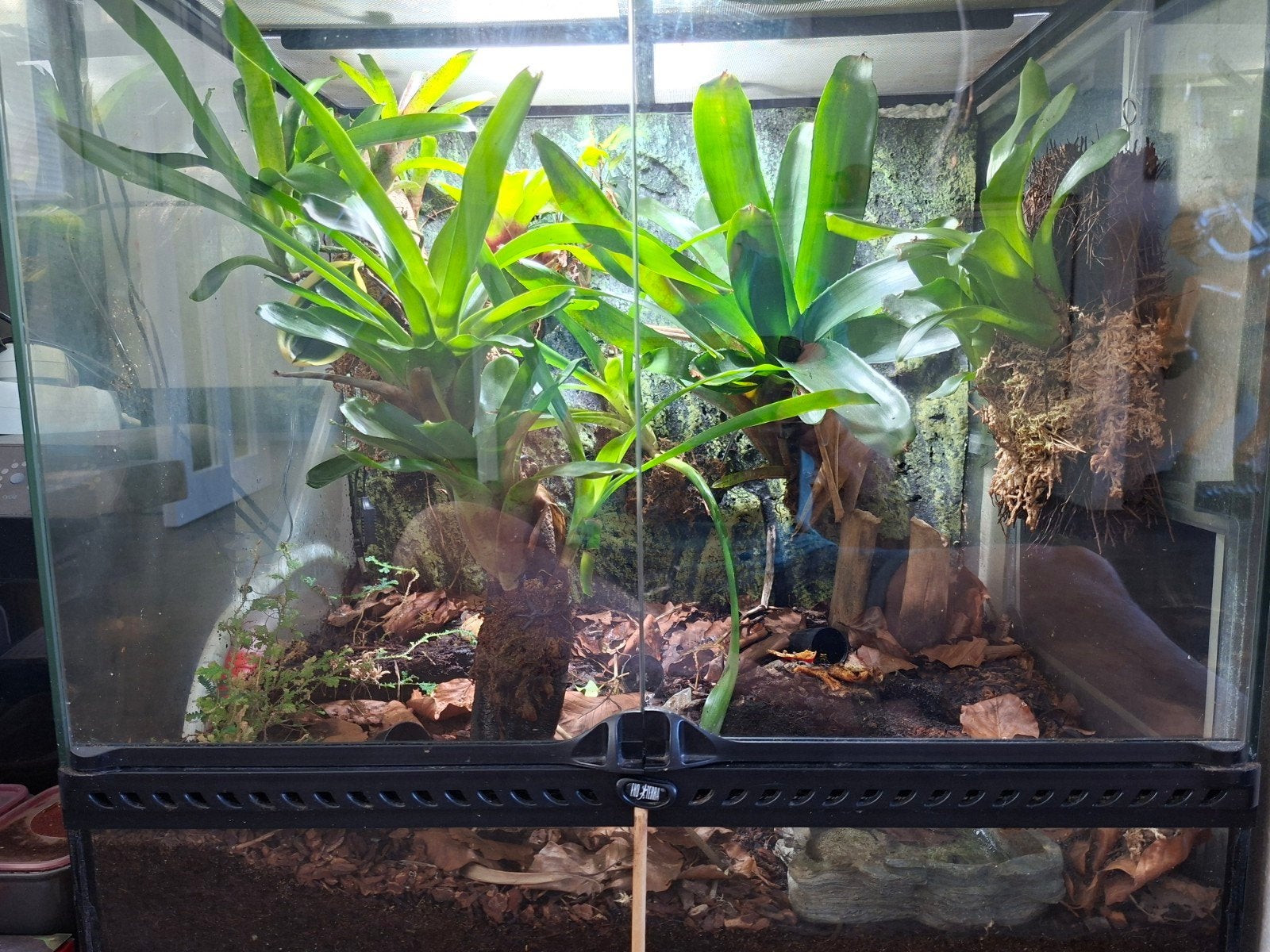 C. Ingericht terrarium met gifkikker, Ophalen