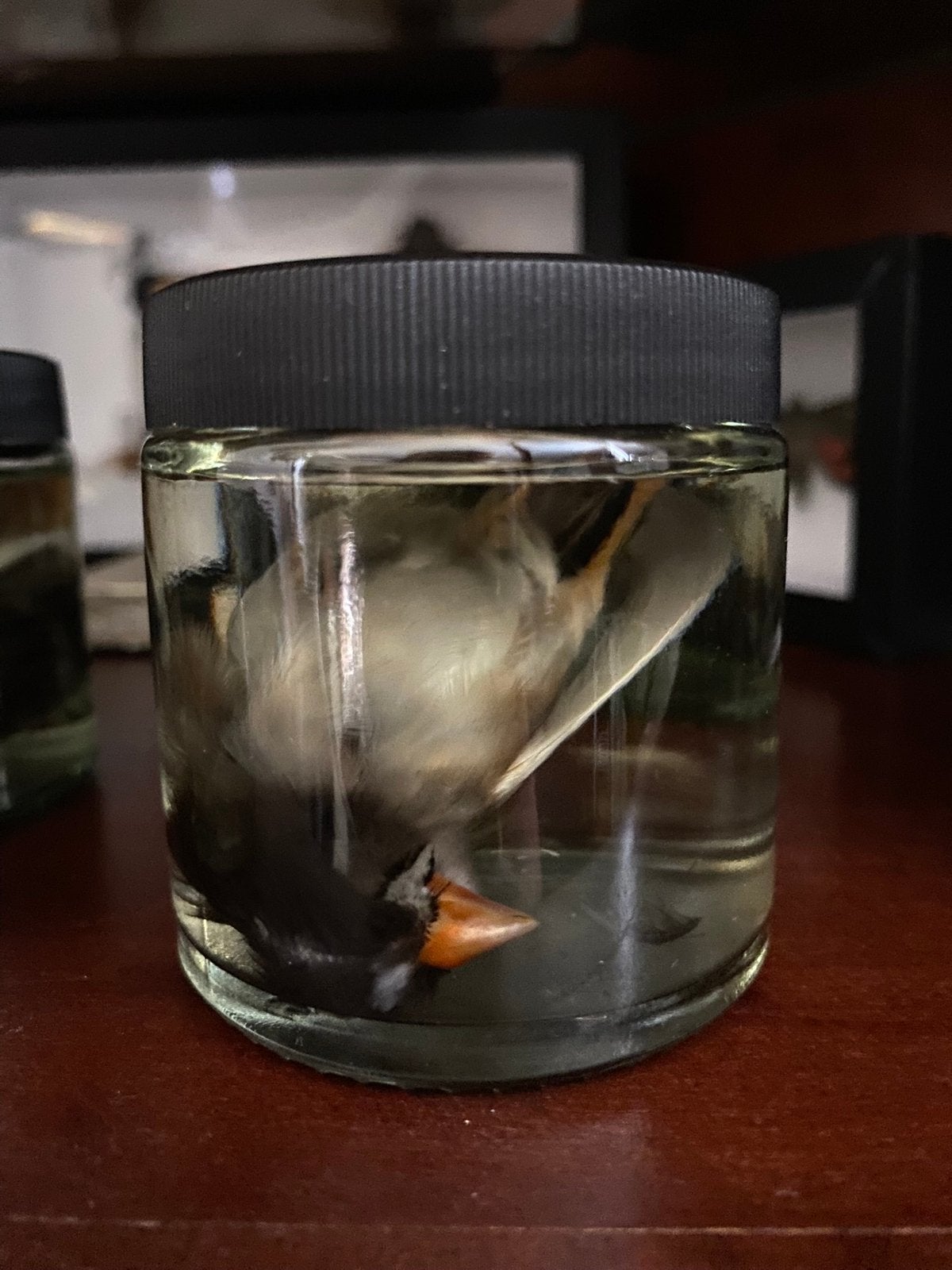 Vogels op sterk water, Taxidermie, Ophalen of Verzenden, Nieuw, Vogel, Opgezet dier