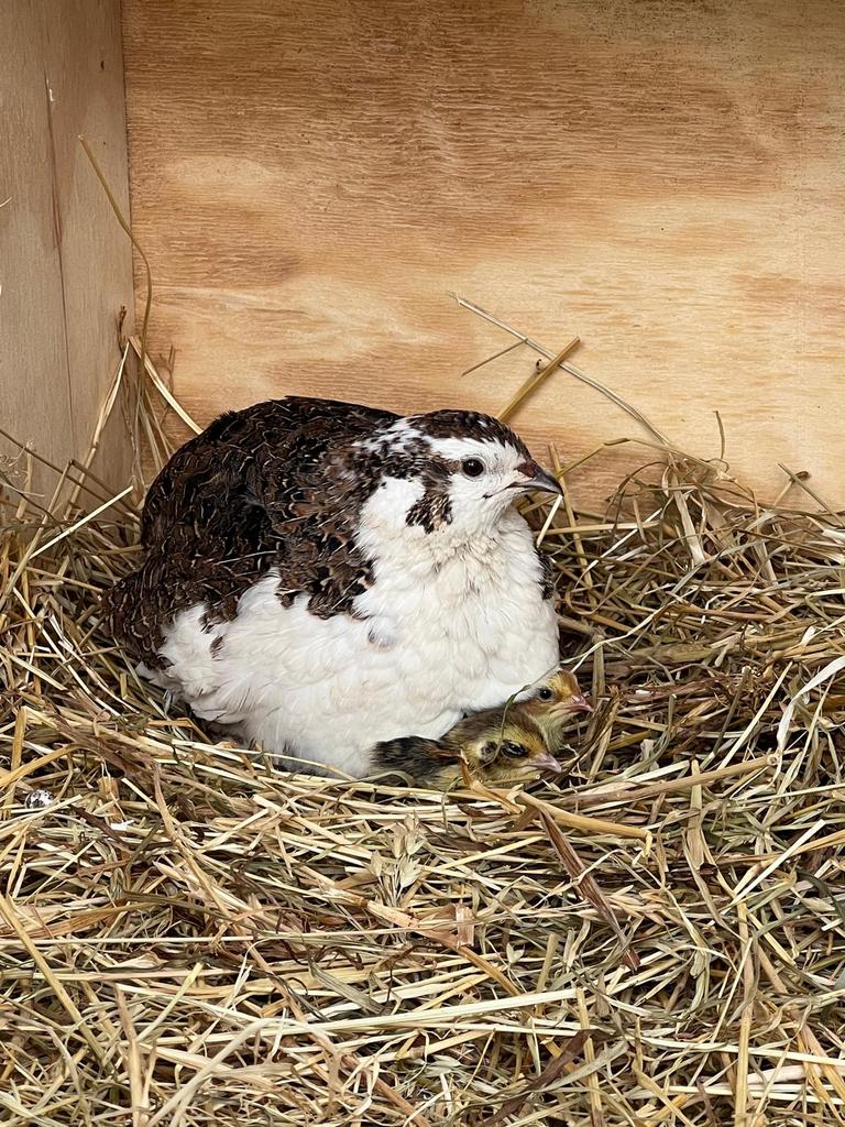 Japanse kwartel hennen/ natuurbroed, Dieren en Toebehoren, Vrouwelijk, Overige soorten