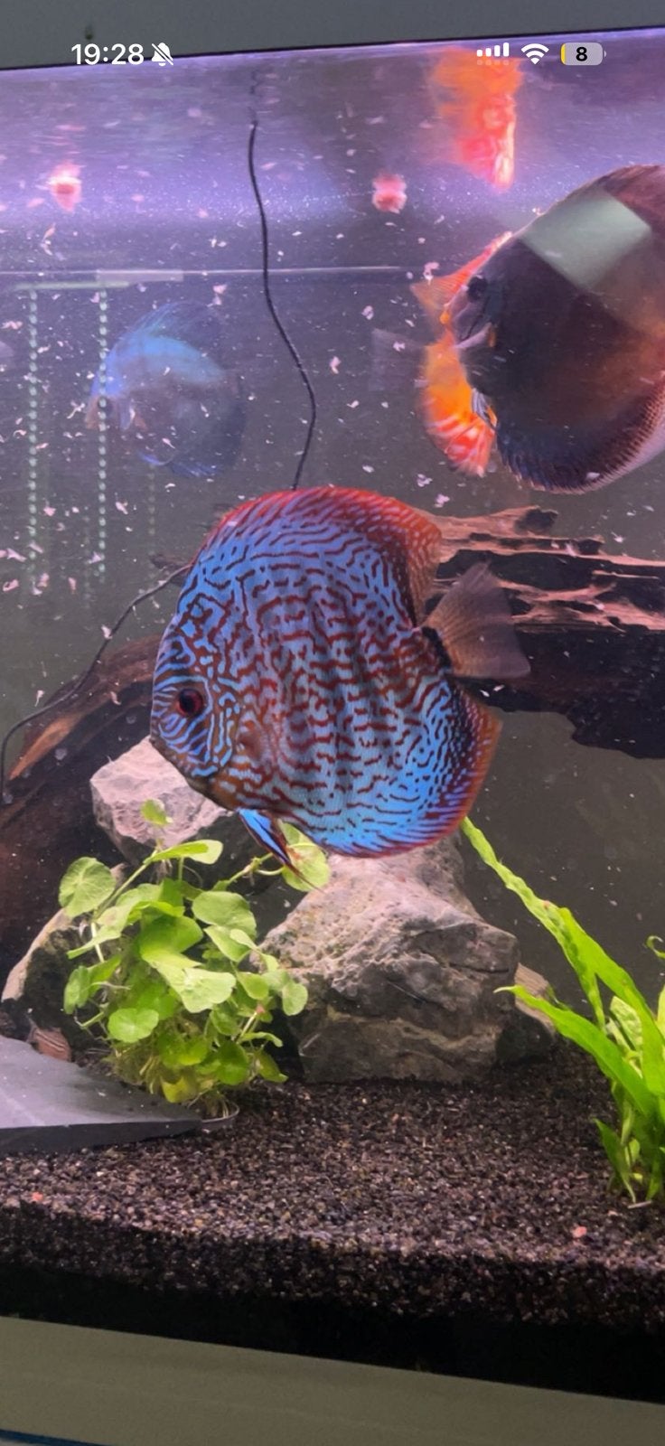 red turquoise discus, Vis