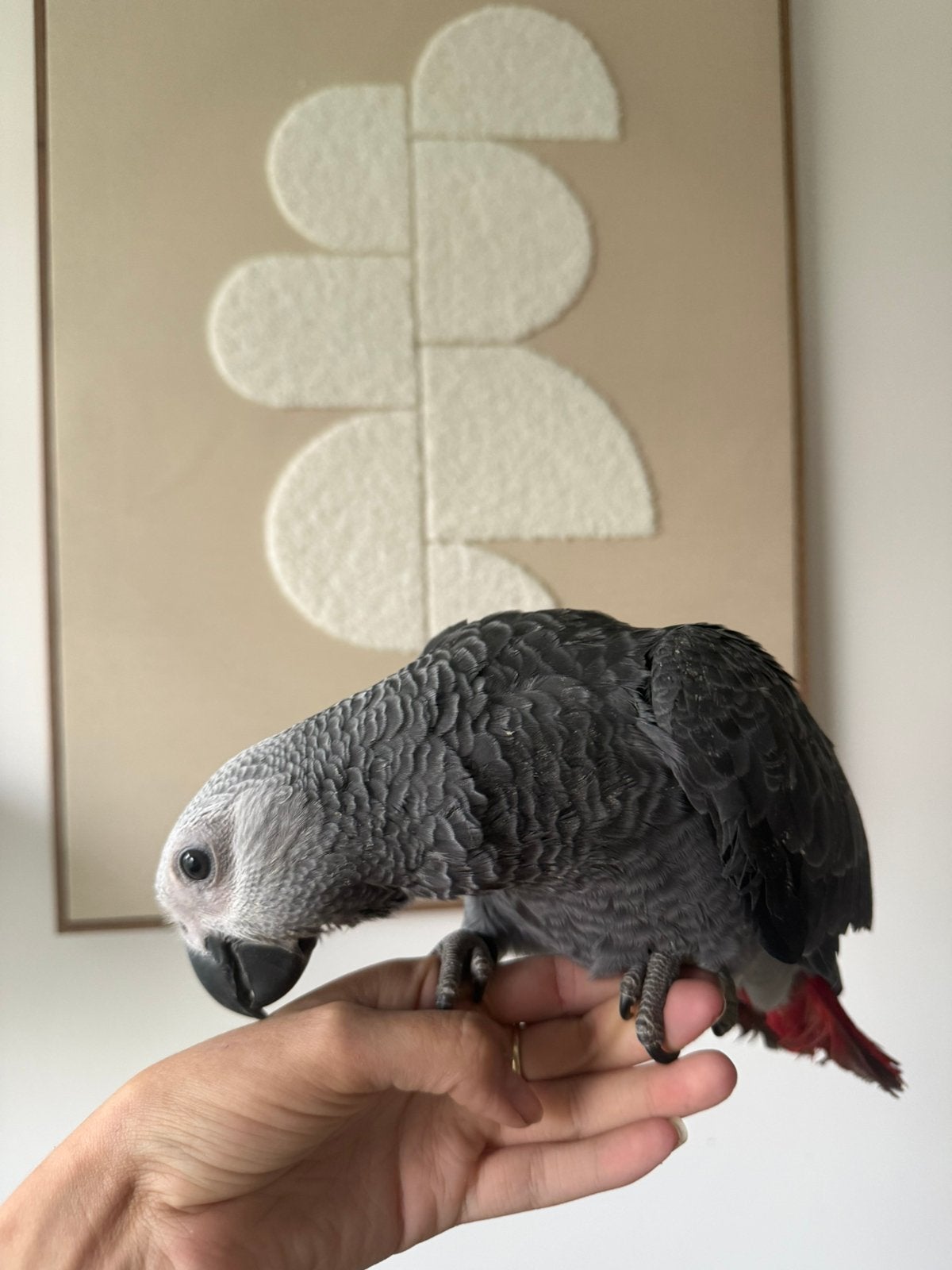 4 Jonge handtamme grijze roodstaart papegaaien, Meerdere dieren, Papegaai, Pratend