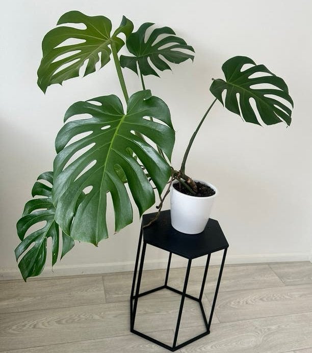 Monstera Plant, Ophalen, Halfschaduw, Minder dan 100 cm