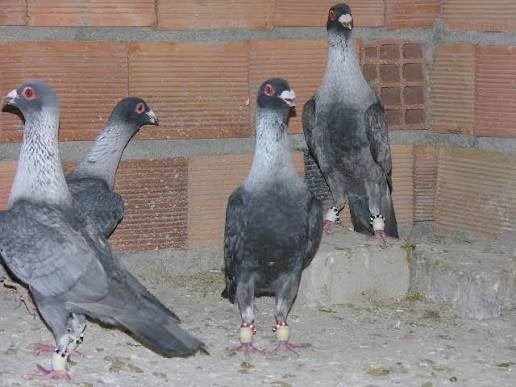 Ispir baghdad duif te koop, Dieren en Toebehoren, Vogels | Overige Vogels, Meerdere dieren
