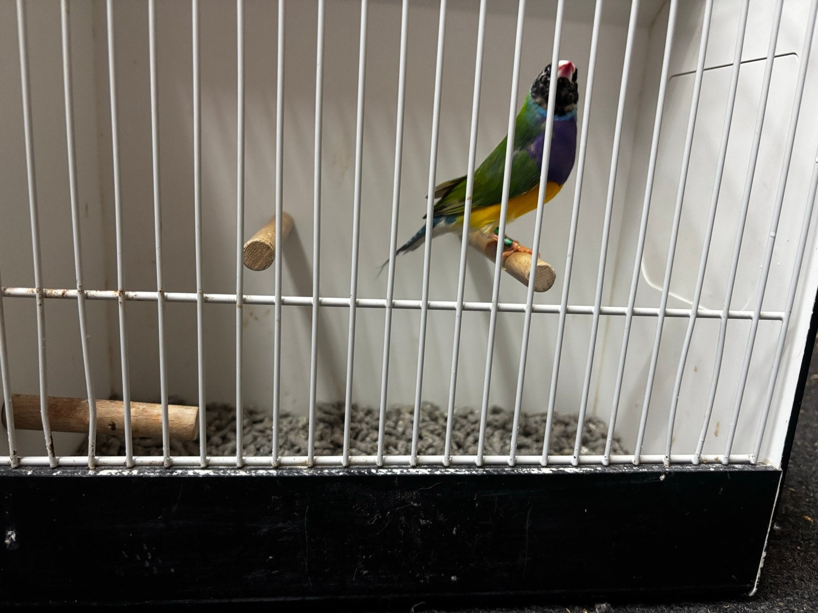 Gould amadine, Dieren en Toebehoren, Meerdere dieren