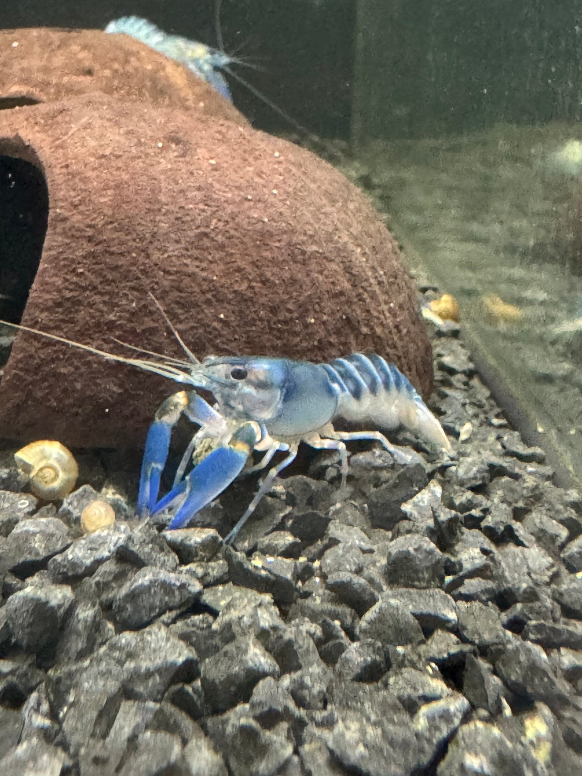 Cherax peacock jonge dieren, Dieren en Toebehoren, Kreeft, Krab of Garnaal, Zoetwatervis, Schoolvis