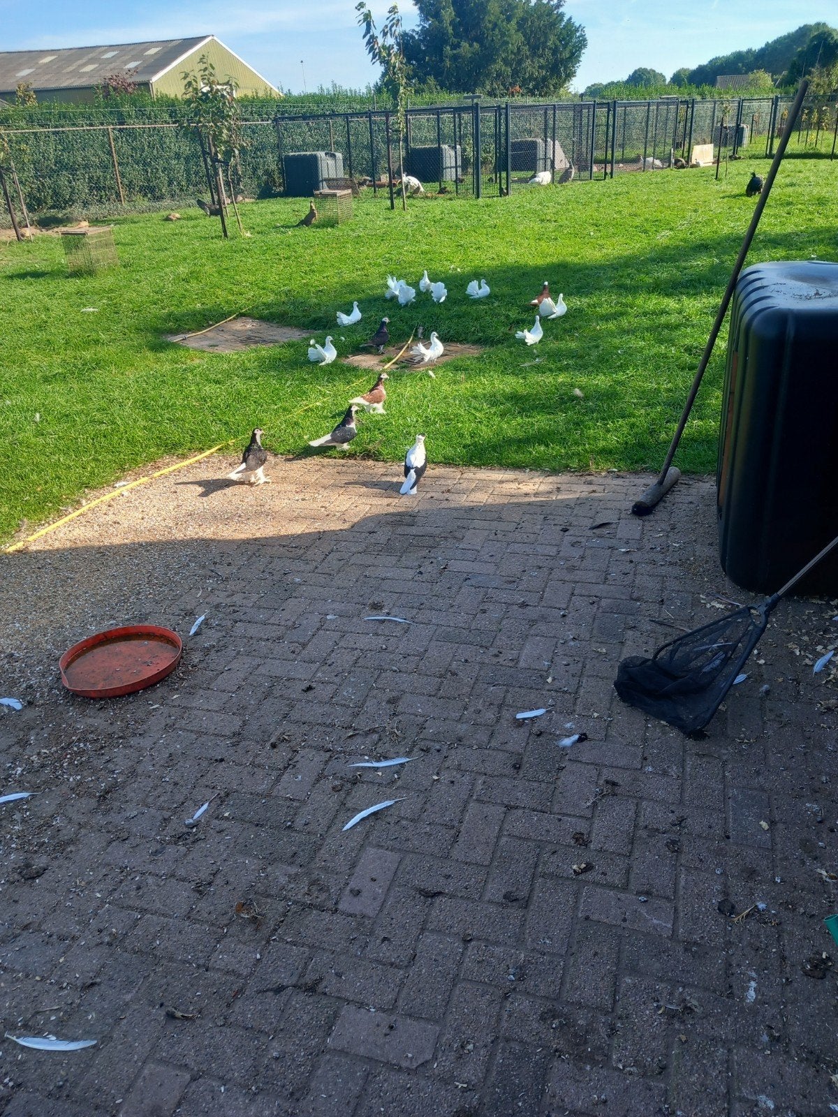 duiven