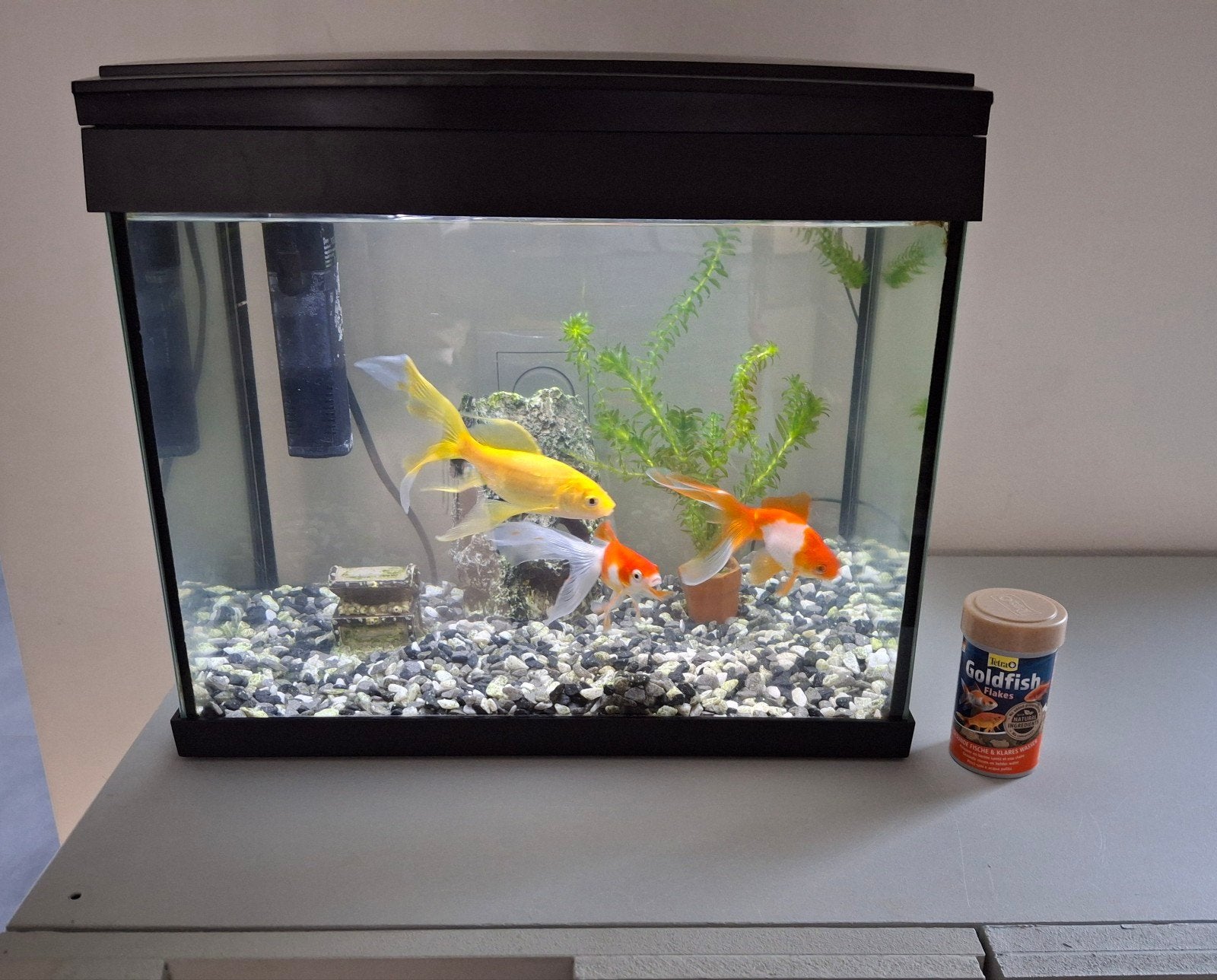 aquarium incl 3 vissen en accessoires, Dieren en Toebehoren, Vissen | Aquaria en Toebehoren, Ophalen, Zo goed als nieuw, Overige typen