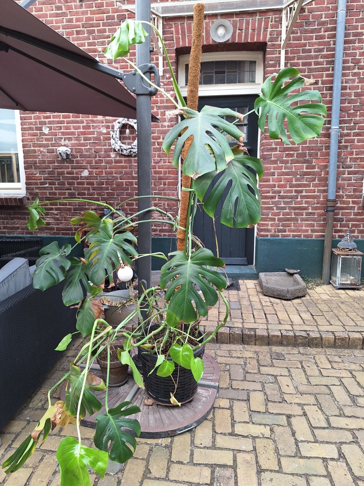 Monstera, Ophalen, Halfschaduw, Overige soorten, 100 tot 250 cm
