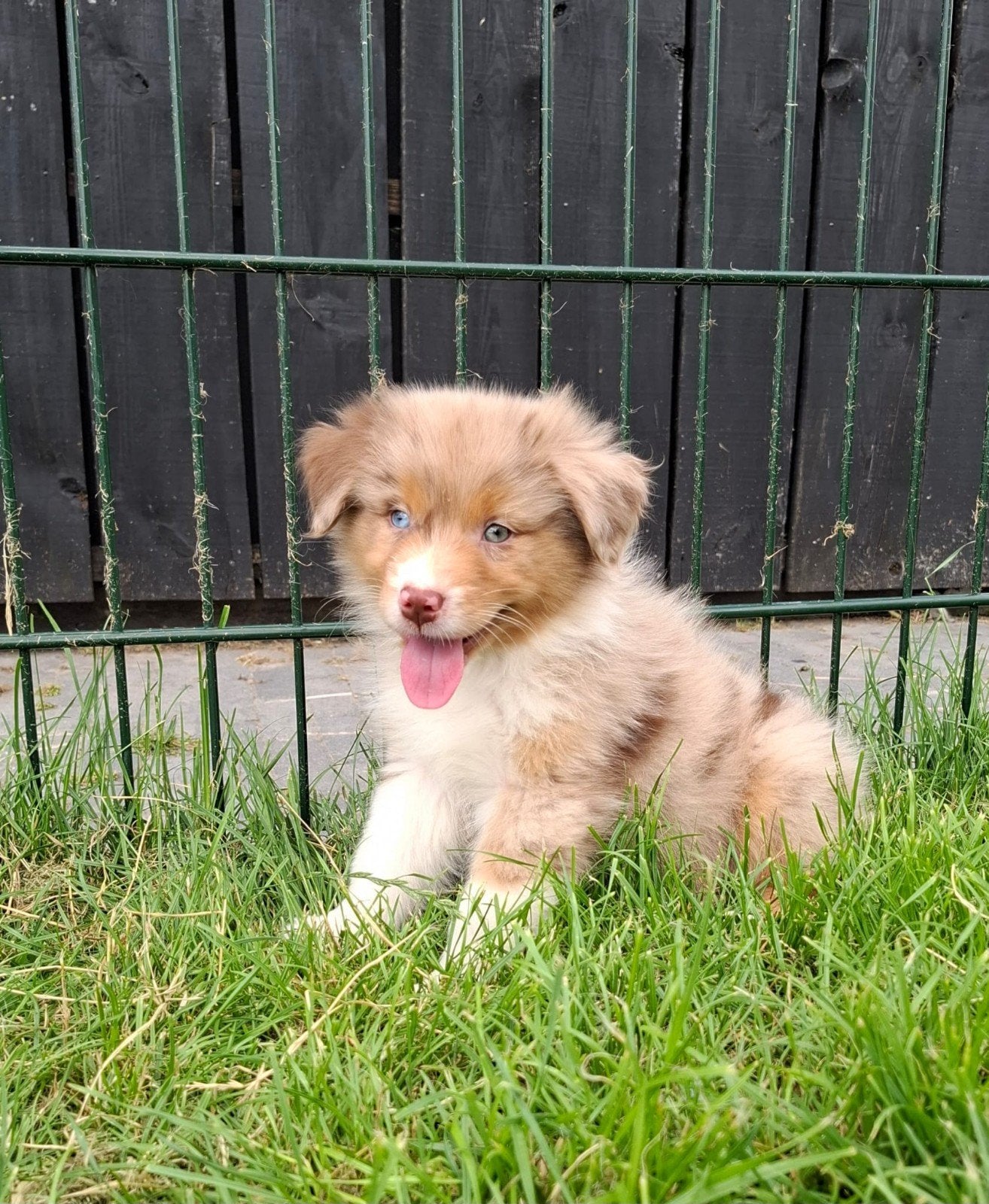 Schitterende Australian Shepherd pups!! ( Aussie), Dieren en Toebehoren, Honden | Herdershonden en Veedrijvers, Parvo, 8 tot 15 weken