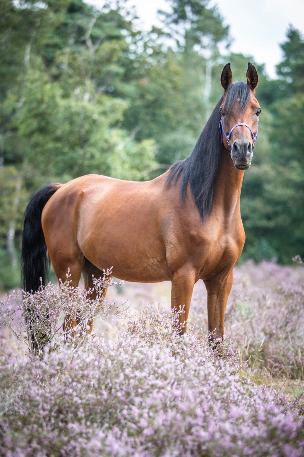 Goed gekeurd  klinisch en röntgenologisch  alround arabier, Minder dan 160 cm, Ruin, L, 11 jaar of ouder