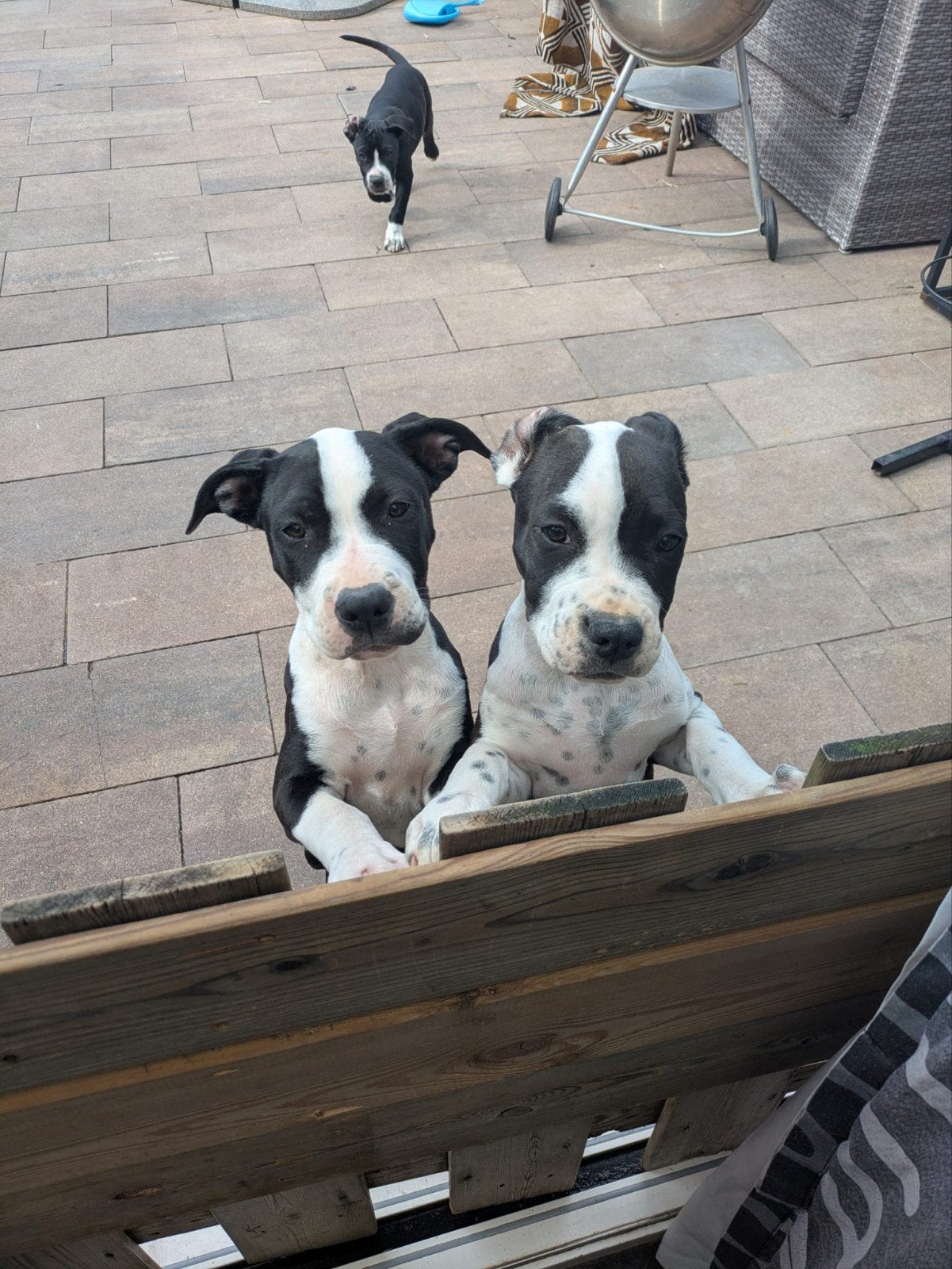 Amerikaanse Stafford pups, Dieren en Toebehoren, 8 tot 15 weken, American Staffordshire Terriër, Teef, Meerdere