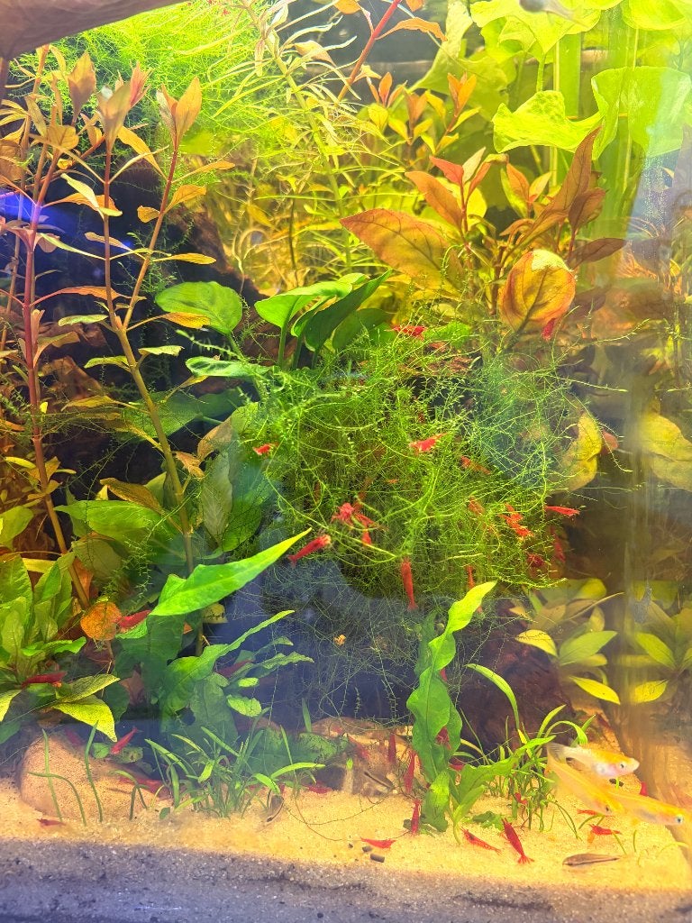 Rode neocaridina garnalen/vuurgarnalen, Kreeft, Krab of Garnaal, Zoetwatervis, Schoolvis