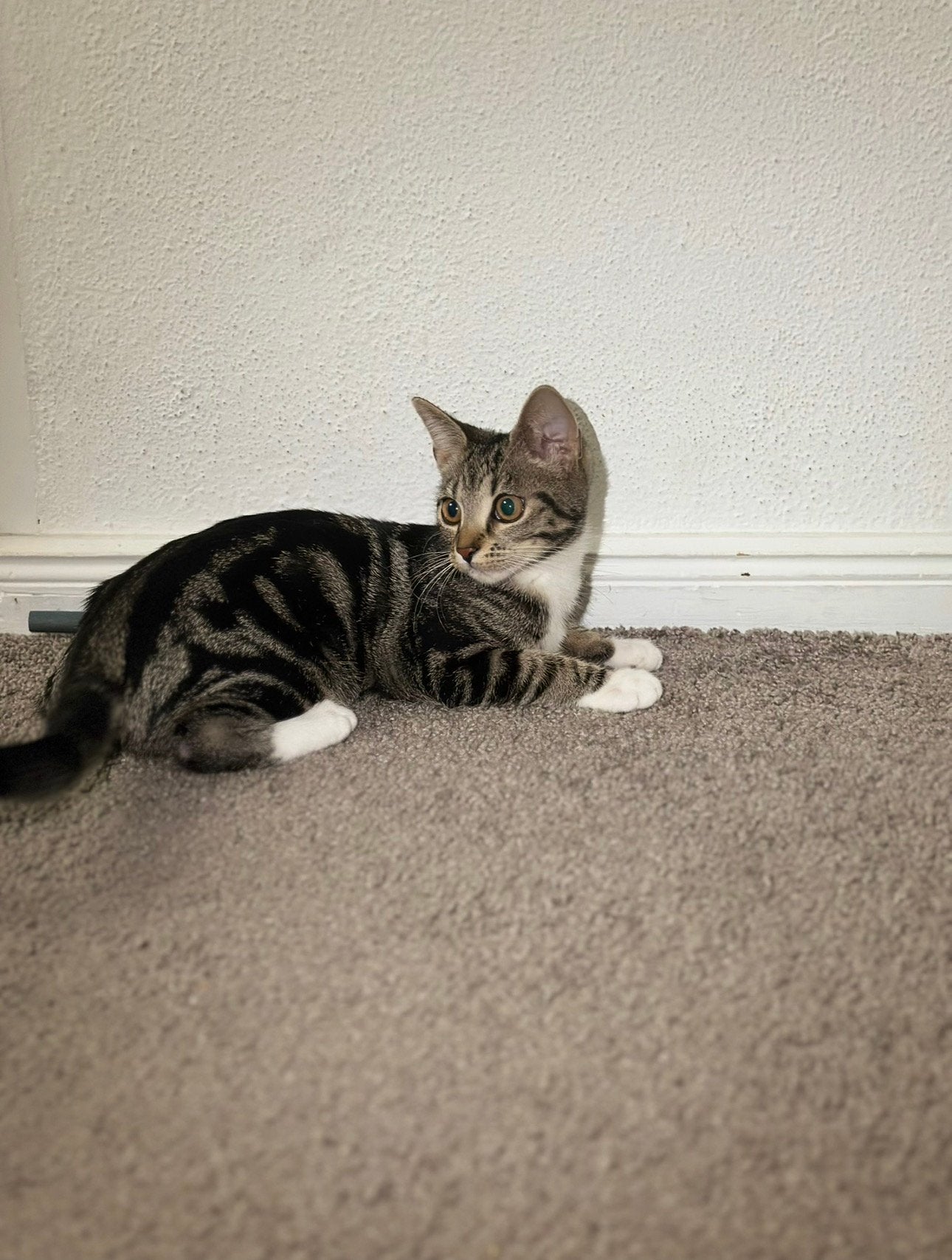 Lieve kitten inclusief alle spullen ️, Dieren en Toebehoren, Kater, 0 tot 2 jaar