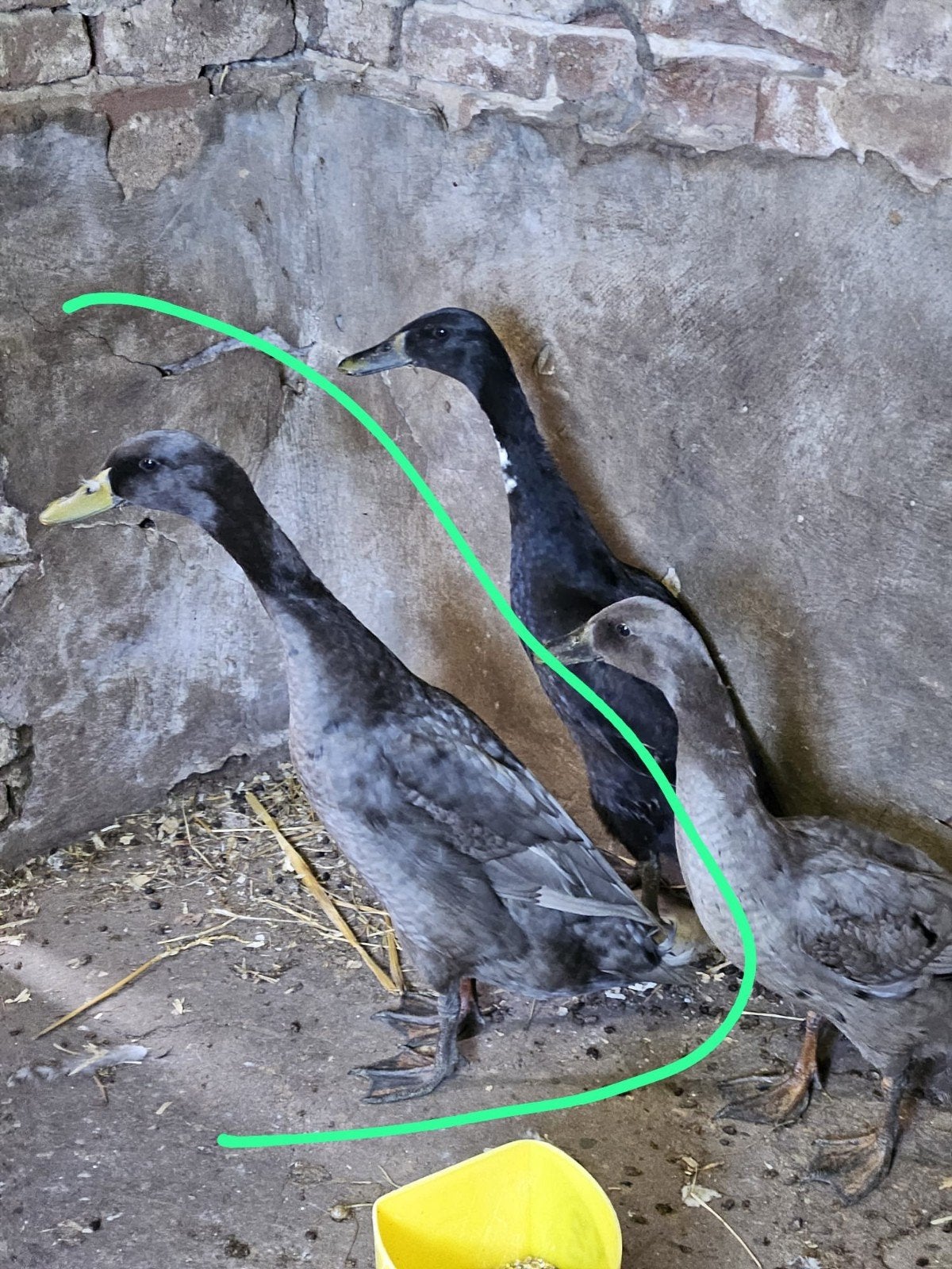 Mooie indische loopeend man/woerd, Tuin en Terras, Aarde en Mest, Ophalen, Tuinaarde