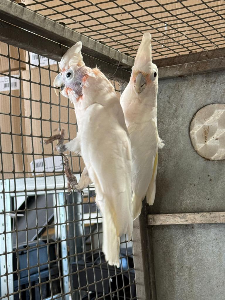 Koppel goffini kaketoe, Dieren en Toebehoren, Vogels | Parkieten en Papegaaien, Meerdere dieren, Papegaai