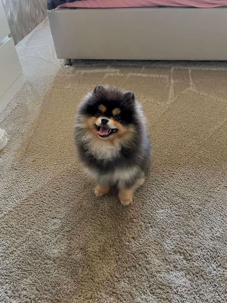pomeriaan dekreu ( niet te koop), Keeshond, Reu, 1 tot 2 jaar, Parvo