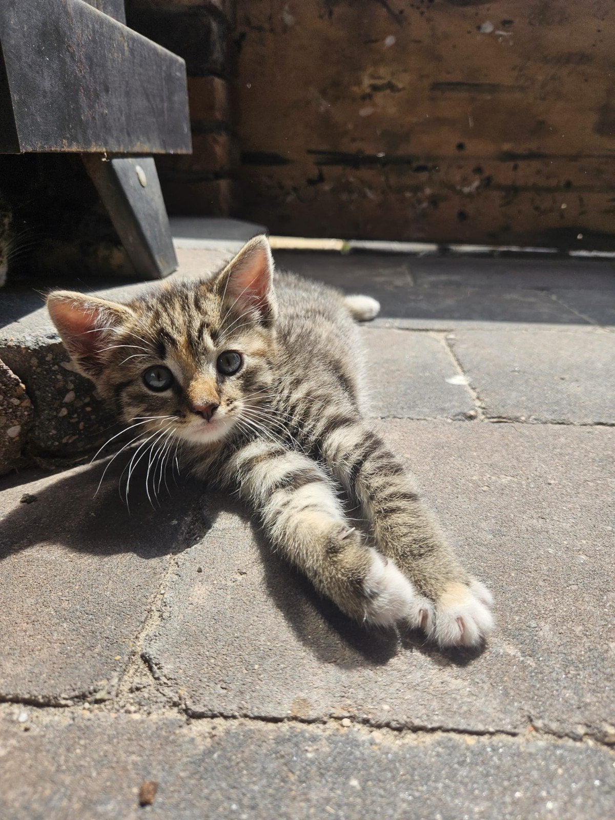 Lieve kittens, Dieren en Toebehoren, Katten en Kittens | Overige Katten, Meerdere dieren, Kortharig, 0 tot 2 jaar