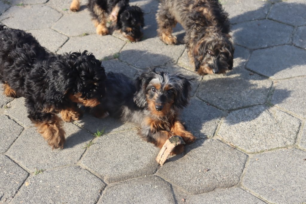 Cocker spaniel x Ruwharige teckel, Dieren en Toebehoren, Nederland, Overige rassen, CDV (hondenziekte), 8 tot 15 weken