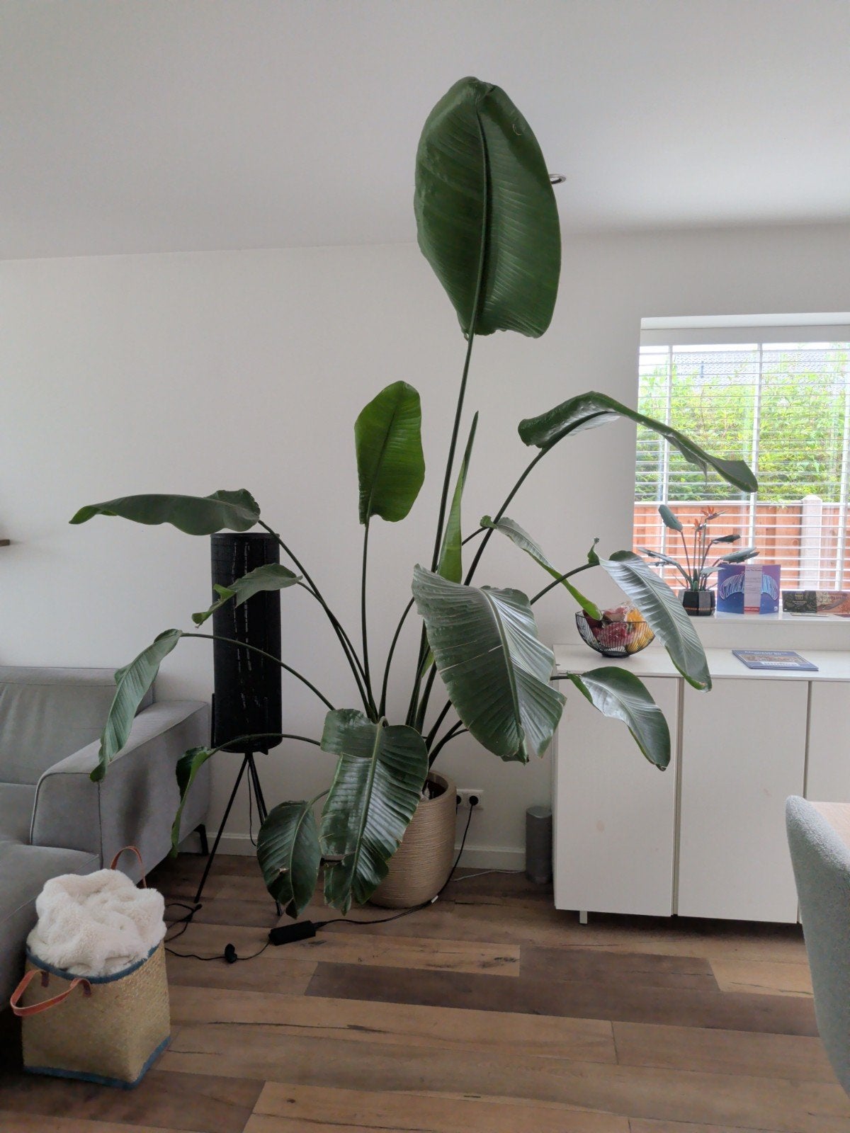 Grote Strelitzia Nicolai - Paradijsvogelplant, Huis en Inrichting, Kamerplanten, Ophalen, 200 cm of meer, Overige soorten, In pot