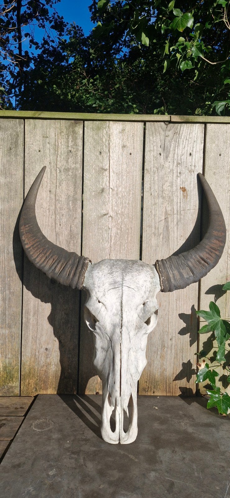 buffel schedel met hoorns, Verzamelen, Ophalen, Zo goed als nieuw, Overige soorten, Schedel