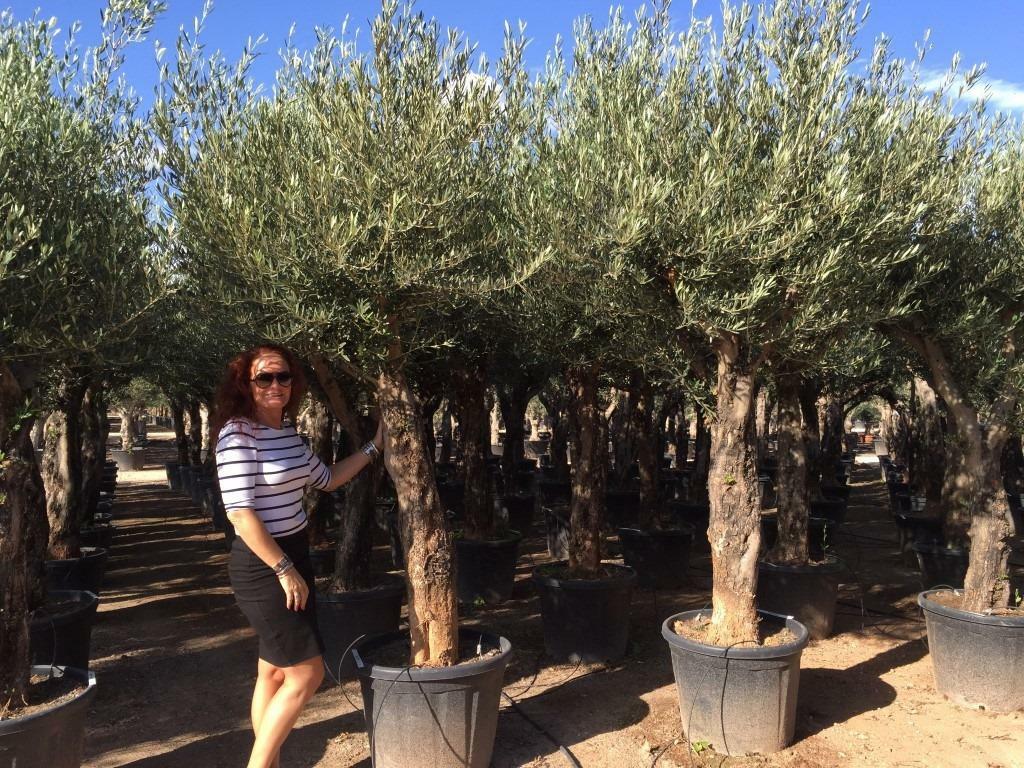 Olijfbomen, Olijfboom , Olea europaea, Tuin en Terras, Planten | Bomen, Ophalen of Verzenden, Olijfboom