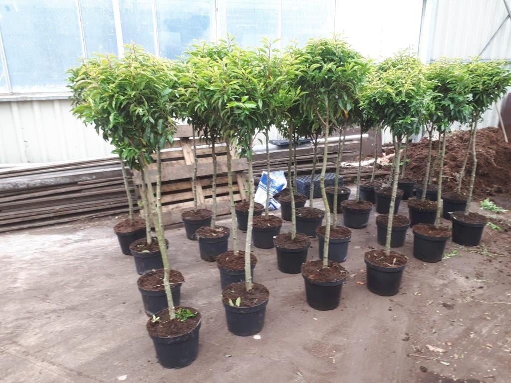 Portugese laurier bol op stam (Prunus lus. Angustifolia), Tuin en Terras, Ophalen, Vaste plant, Overige soorten, Halfschaduw