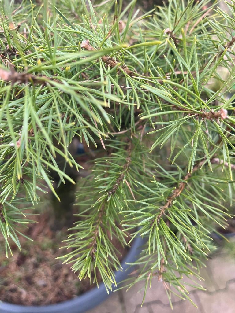 BONSAI tuin,   Bonsai PINUS,   exclusief  POM POM, Volle zon, Vaste plant, Bloeit niet, Ophalen