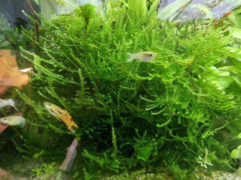 Baby guppen te koop, Dieren en Toebehoren, Vissen | Aquariumvissen