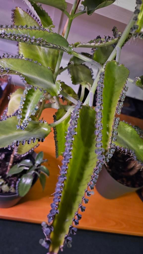 Bloeiende Mother of Thousands (Kalanchoe daigremontiana), Huis en Inrichting, Kamerplanten, Vetplant, In pot, Minder dan 100 cm