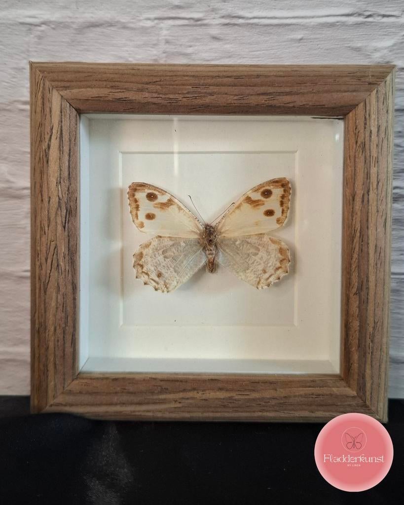 Pseudochazara – vlinder in een houten lijst, Verzamelen, Dierenverzamelingen, Nieuw, Opgezet dier, Insect, Ophalen of Verzenden