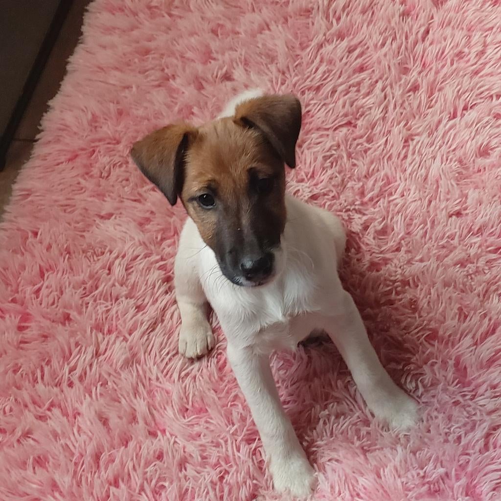 Gladharige fox terrier, Dieren en Toebehoren, Honden | Jack Russells en Terriërs, België, Particulier, Overige rassen, 8 tot 15 weken