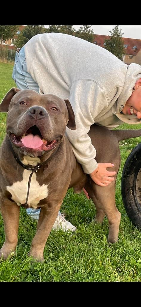 Bully Xl DEKREU BGK, Dieren en Toebehoren, Honden | Dekreuen, Reu, 1 tot 2 jaar, Parvo, Eén hond