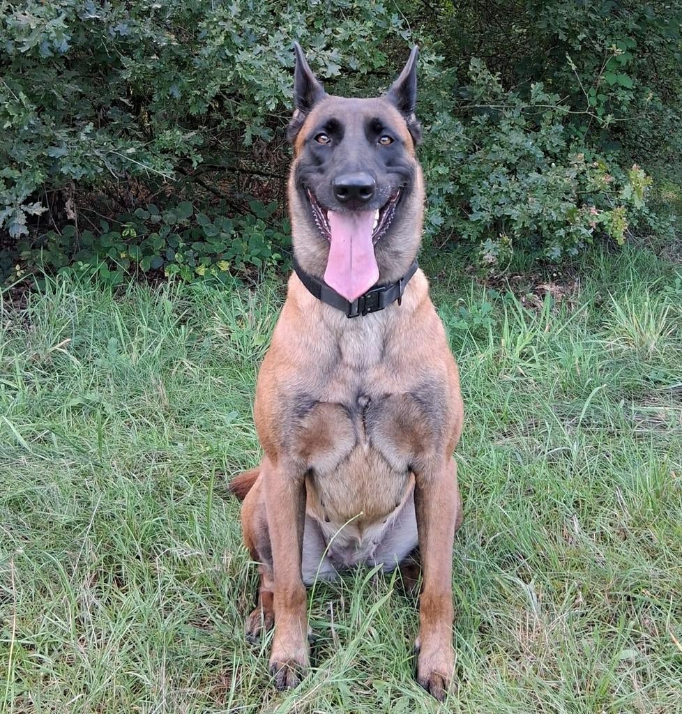 Belgische Herderspups (Malinois / Mechelaar) uit Prestatie-, Dieren en Toebehoren, 8 tot 15 weken, Buitenland, Meerdere, Meerdere dieren