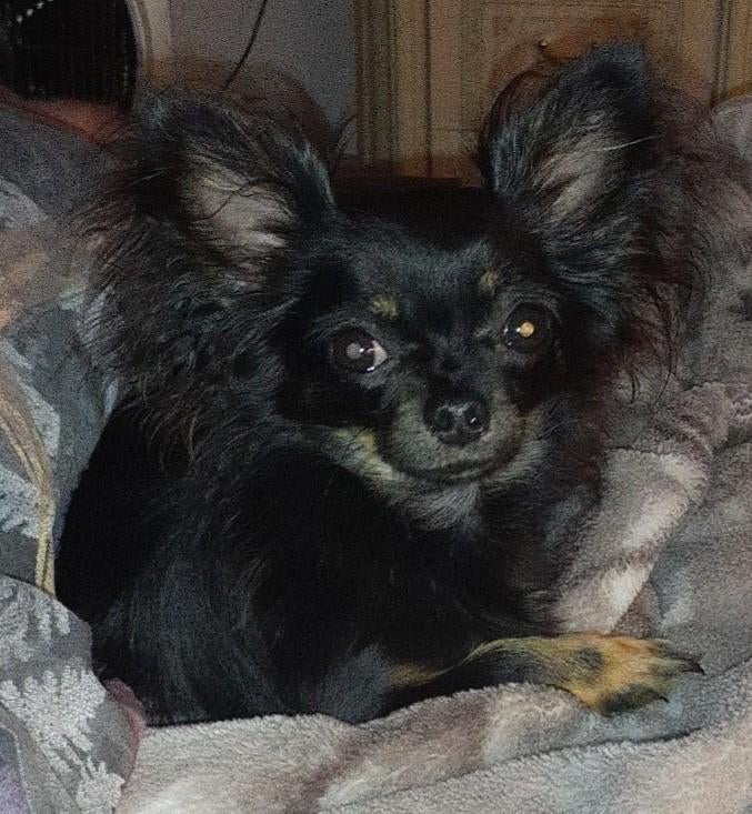 Jacky kleine dekreu 100% chihauha, Dieren en Toebehoren, Reu, 1 tot 2 jaar, Eén hond, Nederland