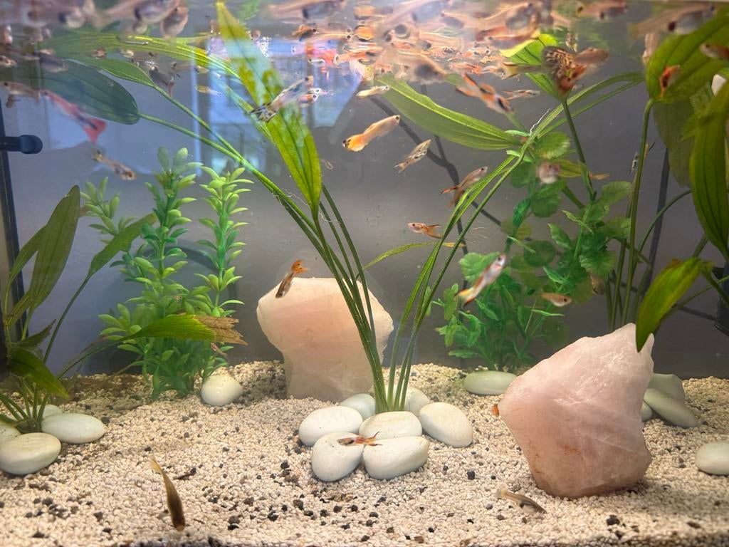 Gratis guppen, Dieren en Toebehoren, Vissen | Aquariumvissen, Vis