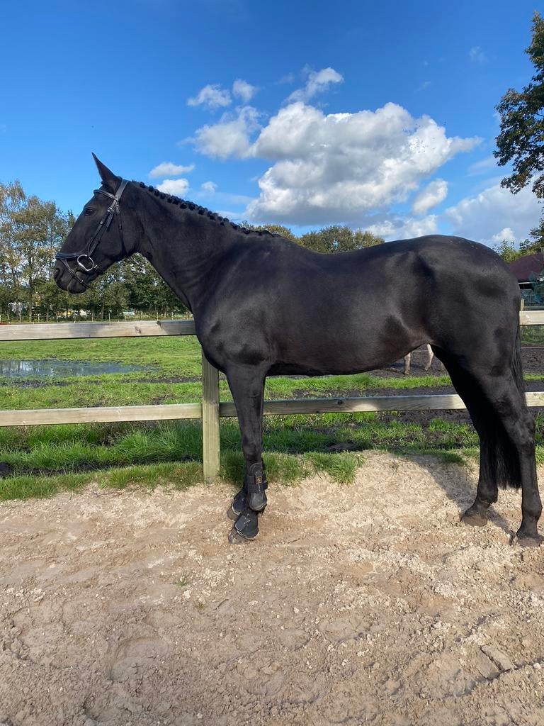 lief weidemaatje/grondwerk/coaching paard te koop!, Dieren en Toebehoren, Merrie, Niet van toepassing, Gechipt, 160 tot 165 cm