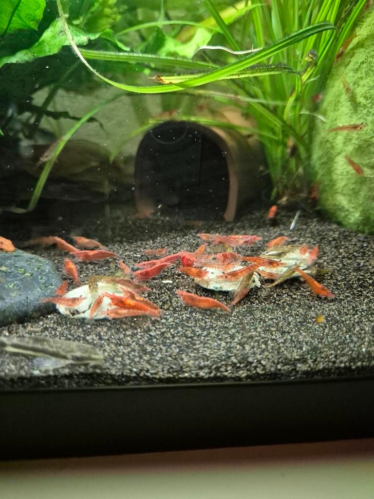 Rode vuur garnalen mix, Kreeft, Krab of Garnaal