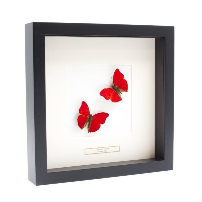 Bij De Museumwinkel vind je het het perfecte unieke cadeau!, Verzamelen, Dierenverzamelingen, Nieuw, Overige typen, Overige soorten