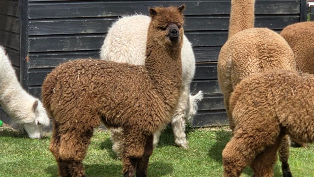 Alpaca's hengstjes en merrie's, Dieren en Toebehoren, Juni, Vrouwelijk