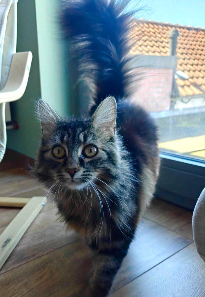 Kattin 11 maand, Dieren en Toebehoren, Poes, Langharig, 0 tot 2 jaar