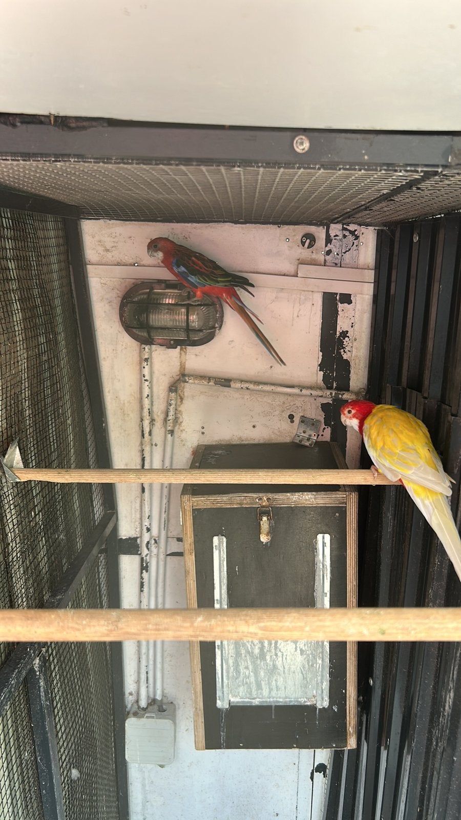Rosella opaline, Meerdere dieren, Parkiet, Geringd