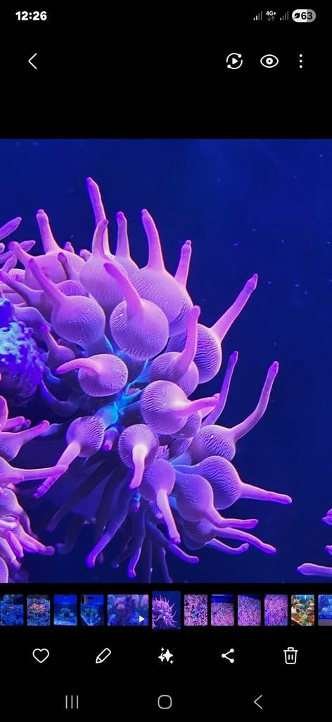 Sunburst bubbletip anemoon
Quadricolor tepel anemoon., Ophalen of Verzenden, Nieuw, Gevuld zeewateraquarium