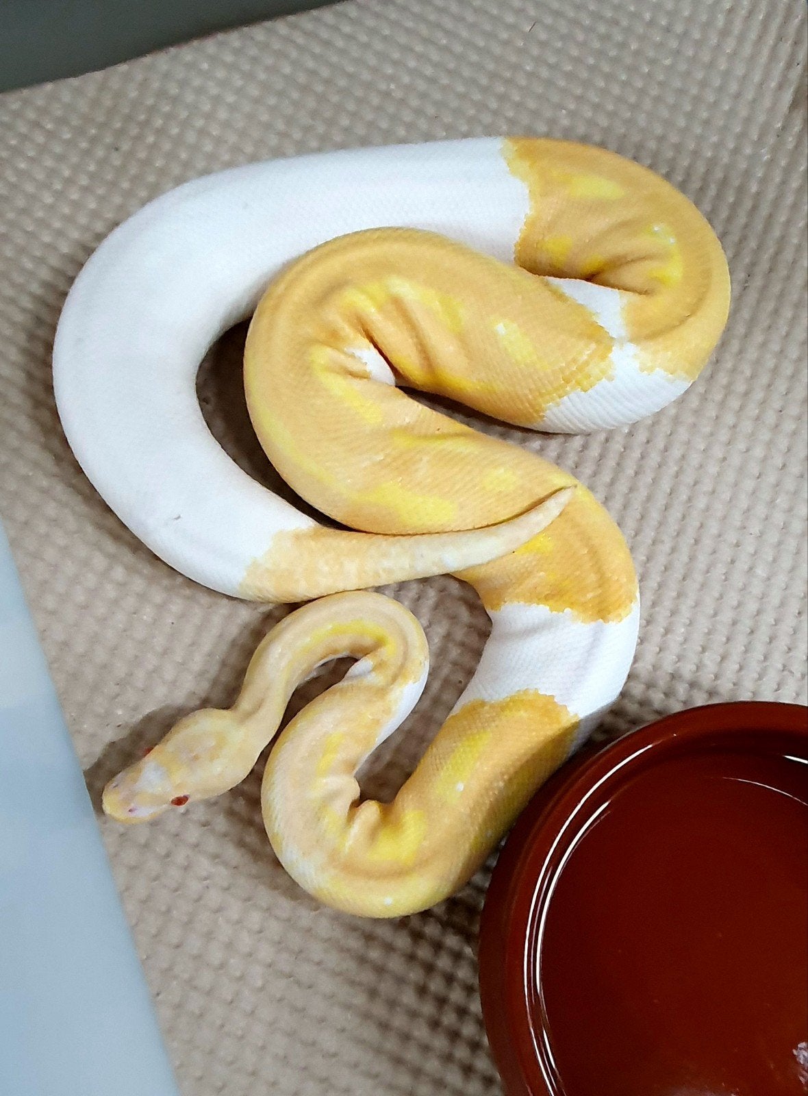 koningspython Ball Python photo 2