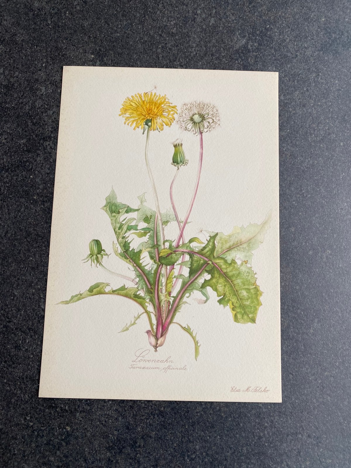 10 prenten planten 16,5x24 samen 20 euro oa paardenbloem, Ophalen of Verzenden, Natuur en Biologie