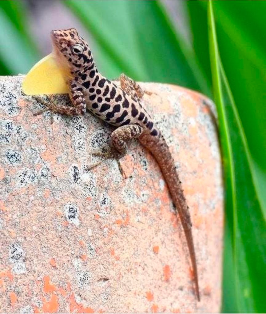 Kweekkoppel anolis sabanus, Hagedis, 0 tot 2 jaar