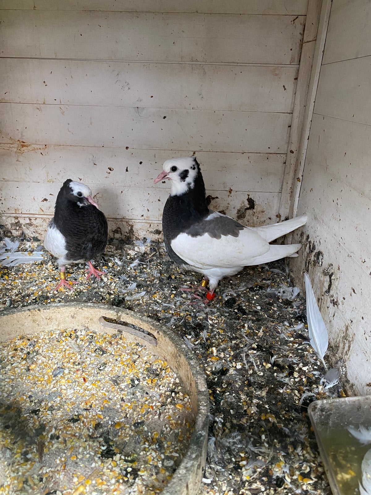 18 hoogvliegende vogels. Met 6 andere soorten.