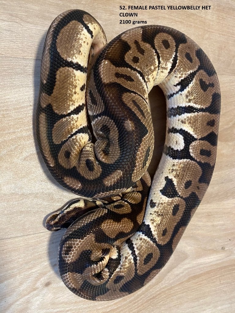 Koningspythons halfwas en volwassen kweekdieren deel 3 Ball Python photo 5